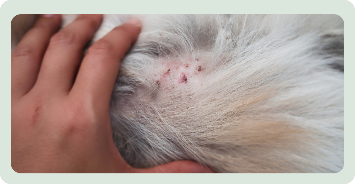 Back Dog Rash Doggie Rash