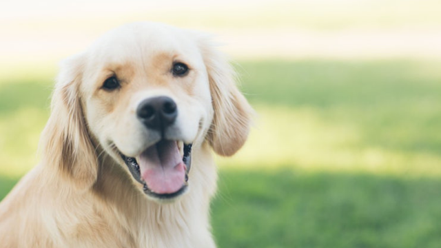 smiling-golden-retriever-in-garden