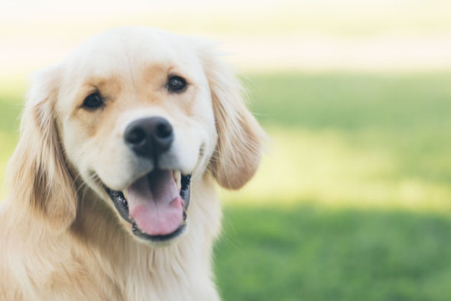 smiling-golden-retriever-in-garden