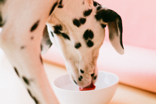 dalmatian-drinking-from-water-bowl