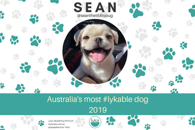 Australia's most #lykable dog 2019