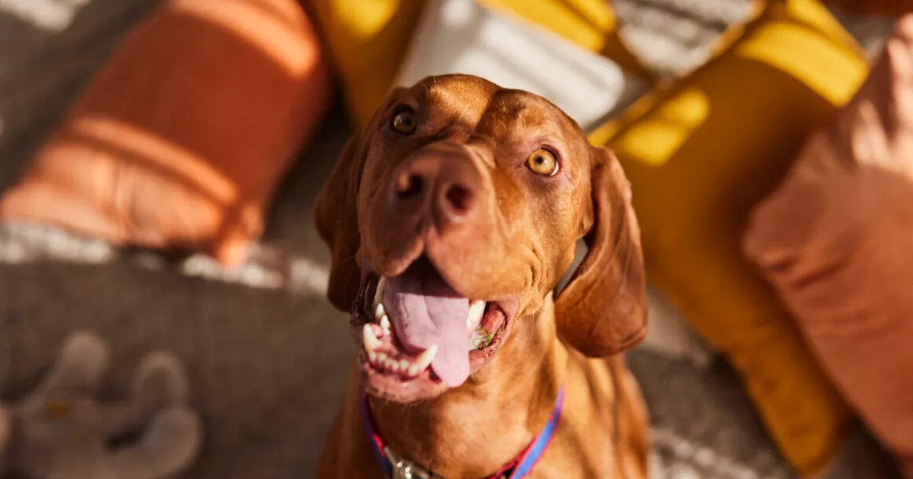 Your holistic guide to owning a Hungarian Vizsla Lyka Blog