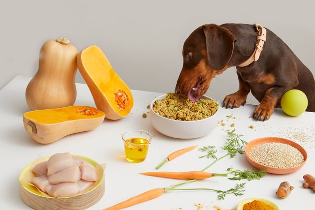 Dachshund eating Lyka Turkey Bowl on table