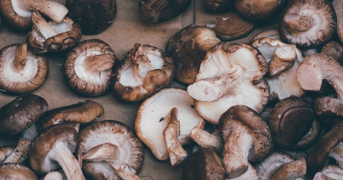 Shiitake mushroom an immunity booster for your dog Lyka Blog