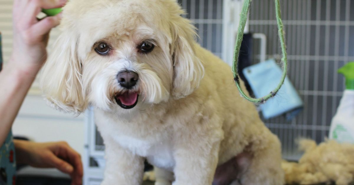 To clip your dog's coat, or not to clip? Lyka Blog