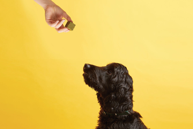 Hand offering supplement to black dog