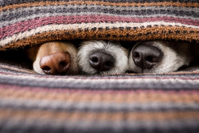 three-dogs-wrapped-up-in-blankets-with-only-their-noses-showing