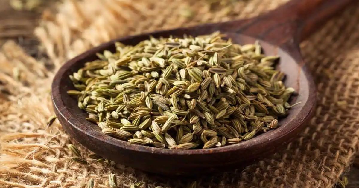 Fennel a food for dogs with many functional benefits Lyka Blog