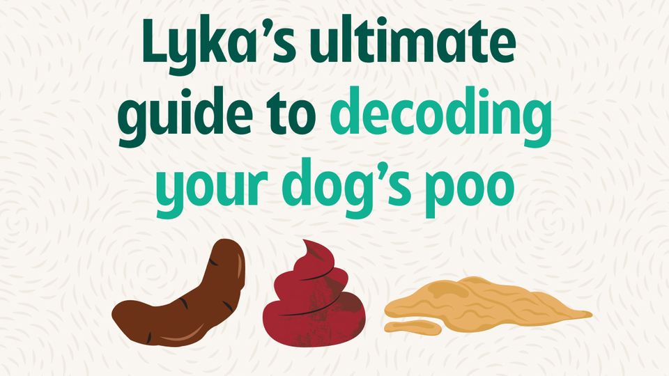 Healthy dog food for sensitive stomachs Lyka Pet Food