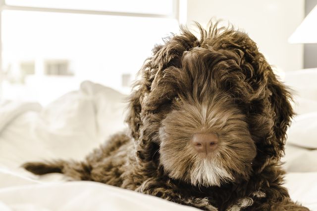 10 Apartment Friendly Dog Breeds | Lyka Pet Food Journal