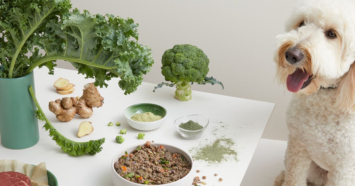 Everything you need to know about spirulina for dogs Lyka Blog