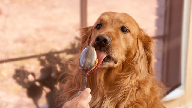 Dog licking spoon of peanut butter