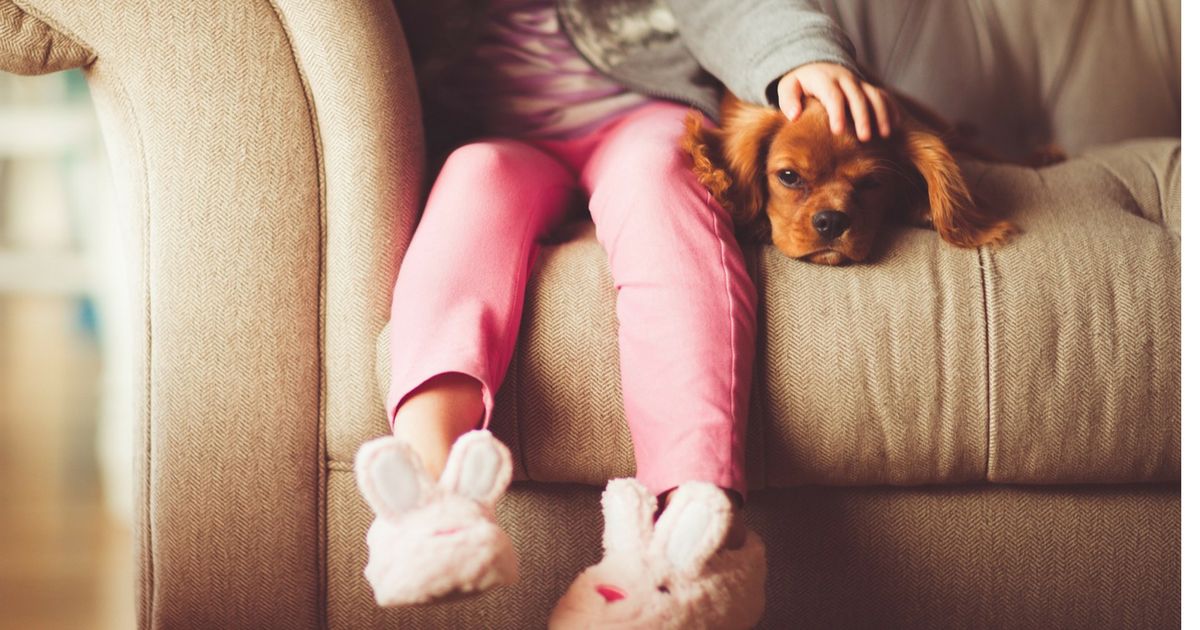 Make your dog feel at home, in your home Lyka Blog