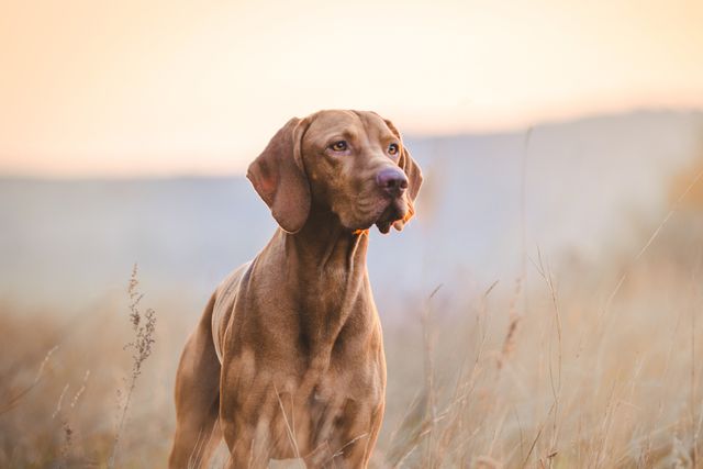 Hungarian Vizsla dog in field