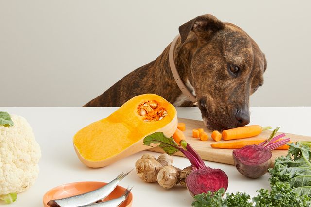 Healthiest food for outlet dogs