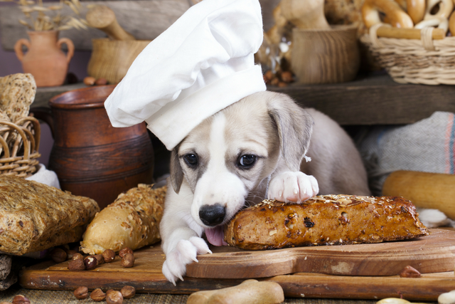 What kind of shop grains can dogs eat