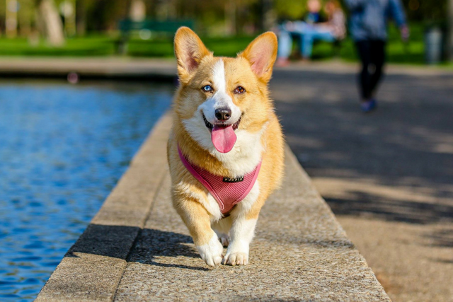 Best collar for outlet corgi