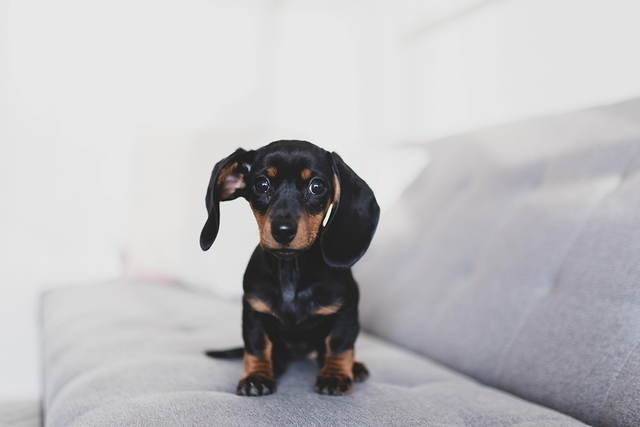 Dachshund on lounge