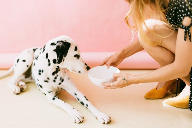 dalmatian-puppy-sniffing-bowl-woman-is-holding