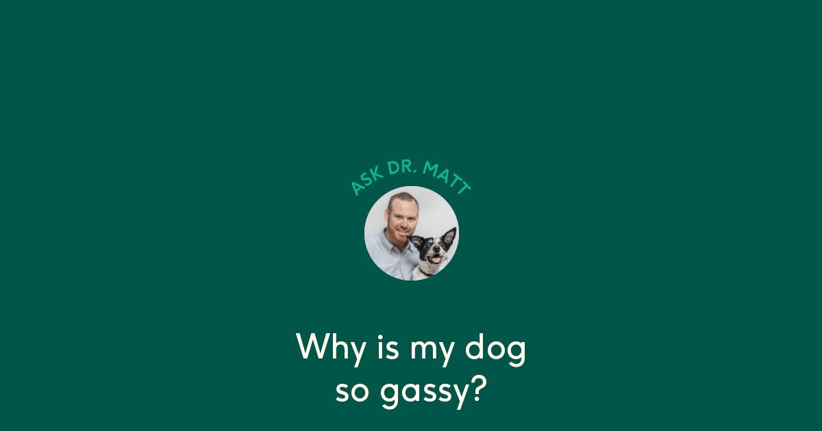 Why is your dog so gassy? Lyka Blog