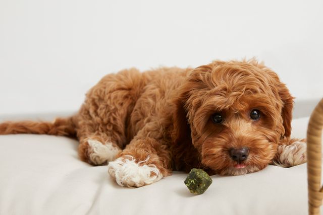 cavoodle-lying-on-beige-bed-with-tongue-out-with-digestion-Supp