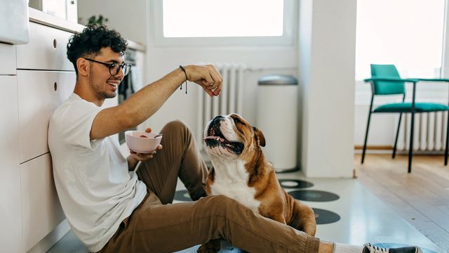 man sitting on kitchen floor feeding snack to bulldog