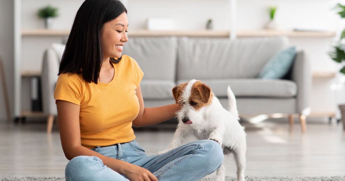 Arthritis in dogs a holistic guide to managing your pup's pain Lyka Blog