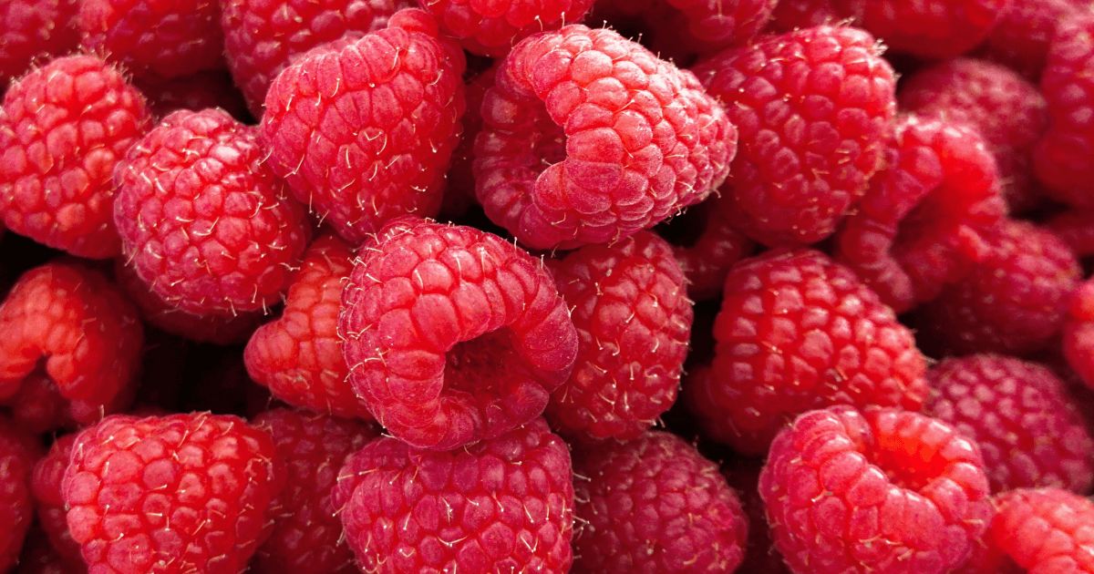 Raspberries — a sweet and nutritious treat for dogs Lyka Blog