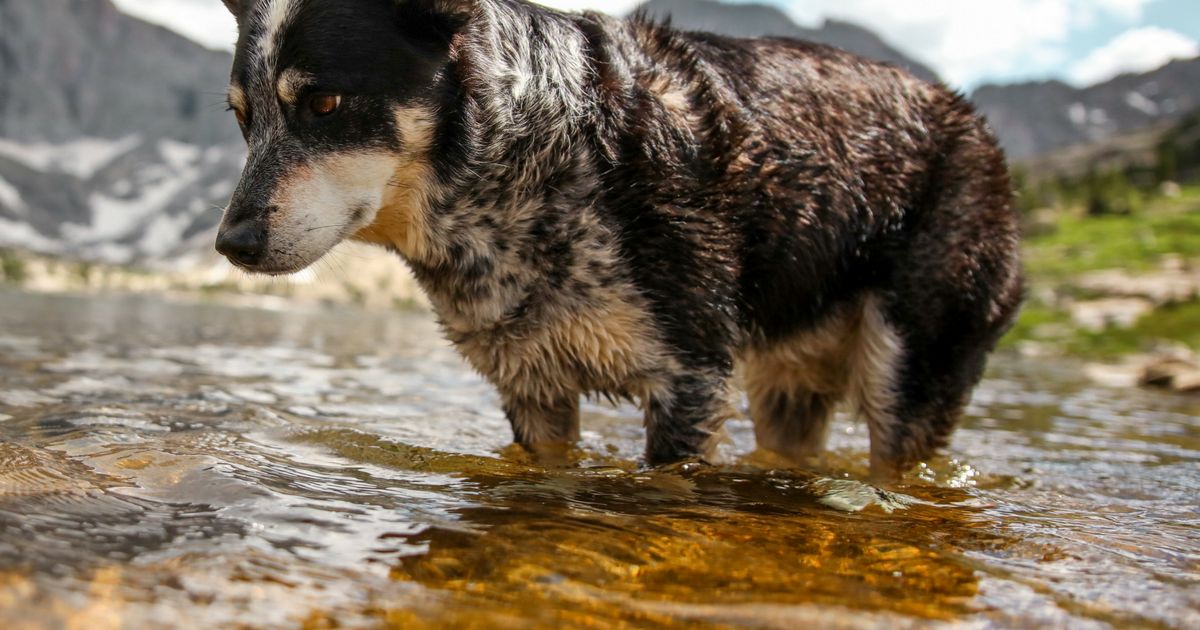 Lyka's guide to Essential Fatty Acids | Lyka Blog