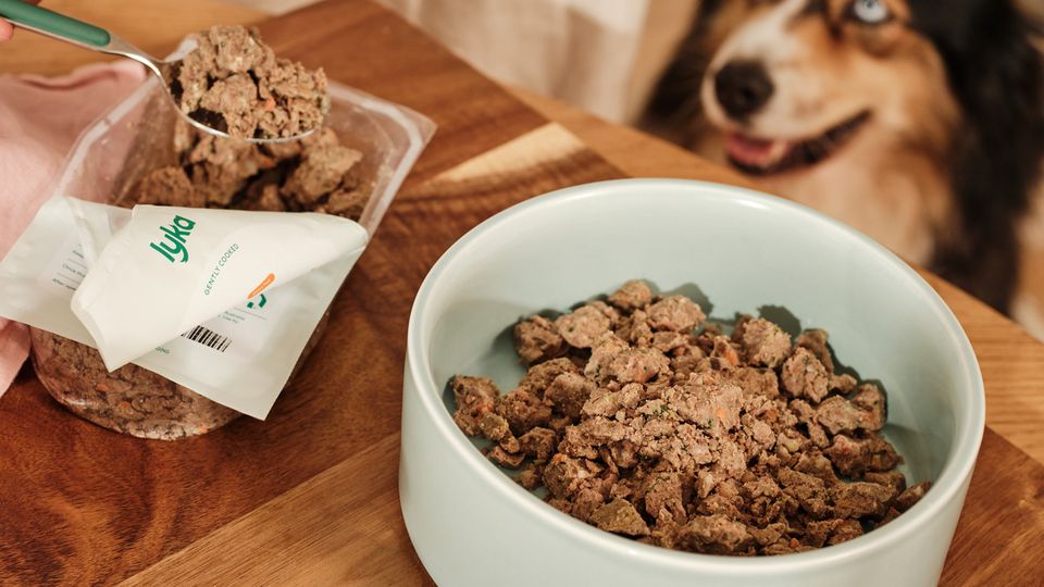 Dog waits to be fed Lyka meal