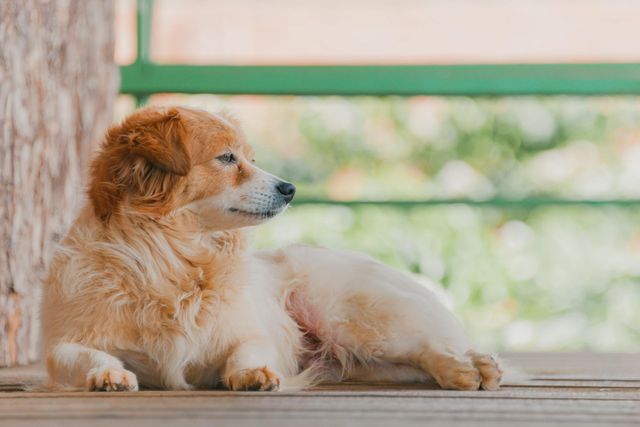 puppy-laying-down-looking-into-distance