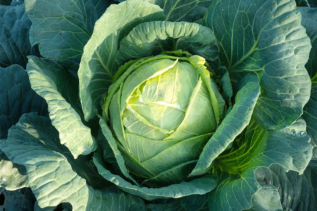 Leafy green cabbage