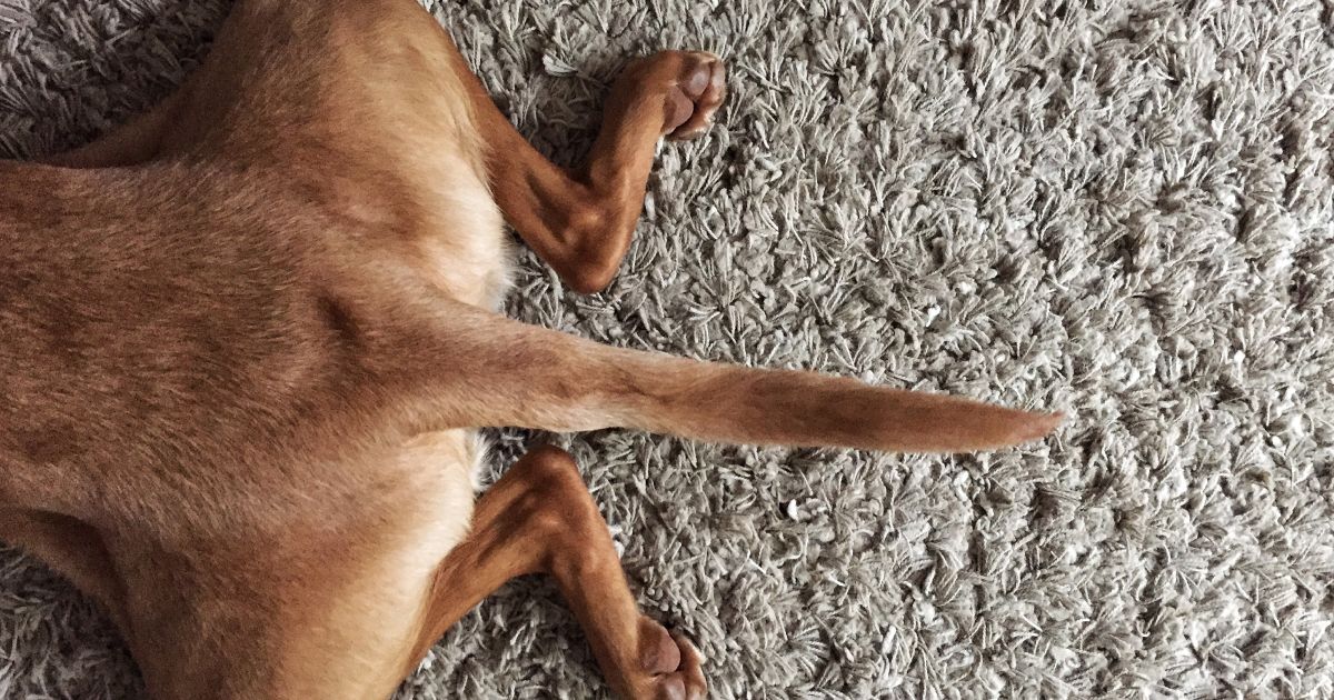 Image showcasing Anal gland issues: how real nutrition can help | Lyka Blog