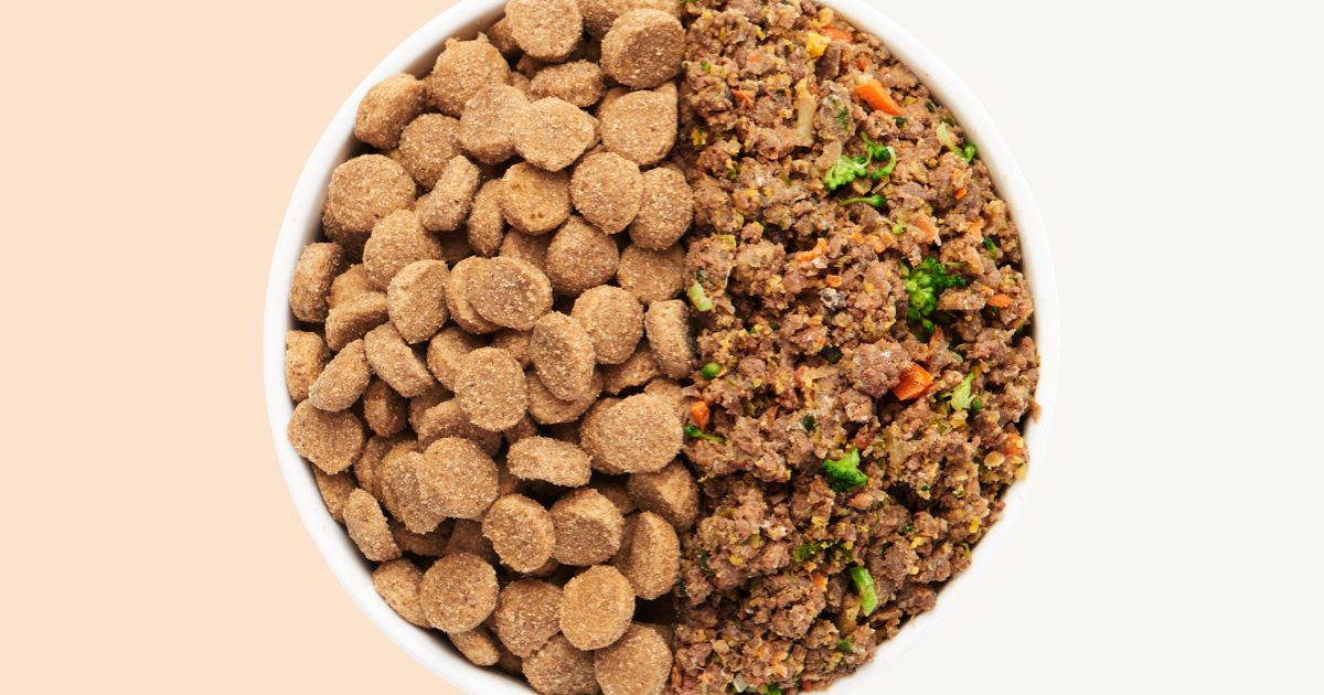Is premium kibble bad for your dog? What vet experts want you to know