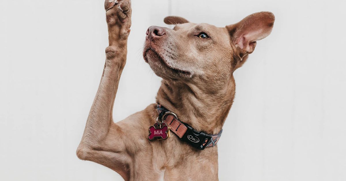 Why unprocessed dog food is best Lyka Blog