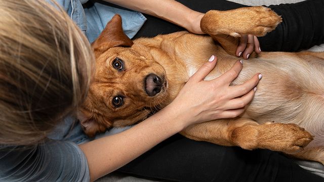 What is your dog's microbiome, and how does their food affect it?