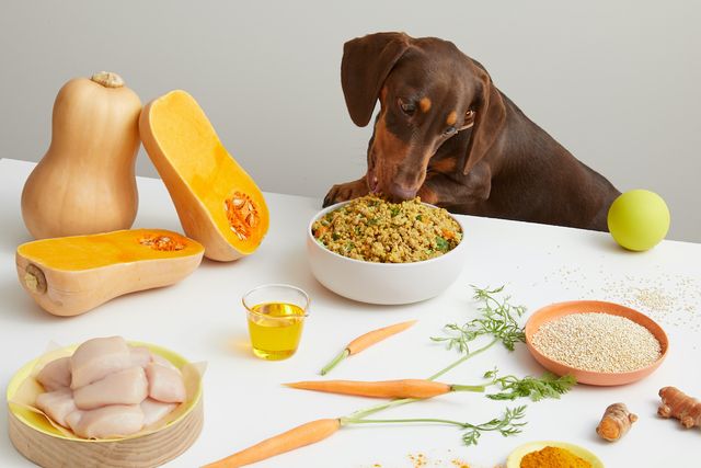 Brown Dachshund eating Lyka meal at table with fresh foods