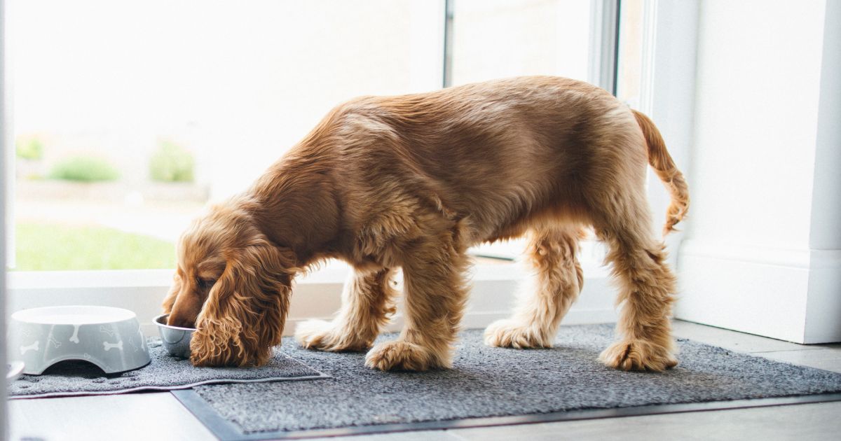 Dog food ingredients A glossary of common and confusing terms Lyka Blog