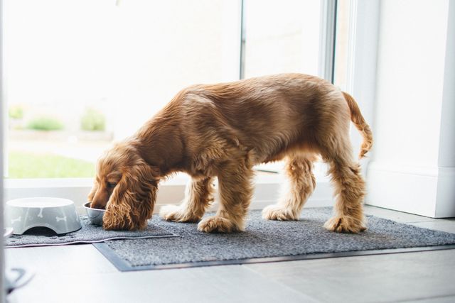 cocker spaniel eating from bowl in laundry