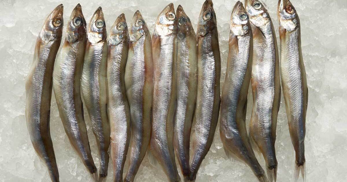 Why add fish oil to dog food? Lyka Blog