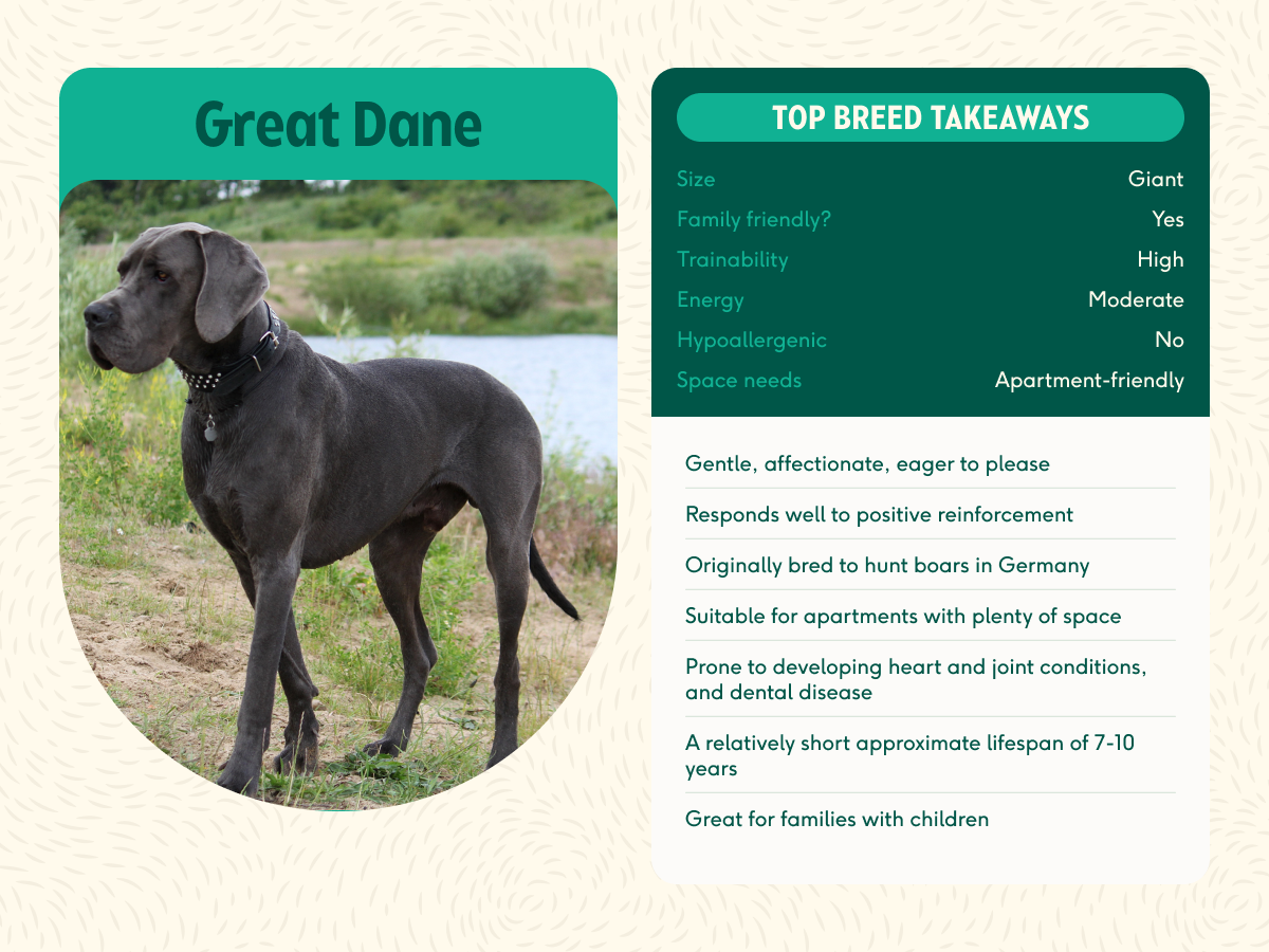 Great Dane breed insights: care, personality & expert tips | Lyka Blog