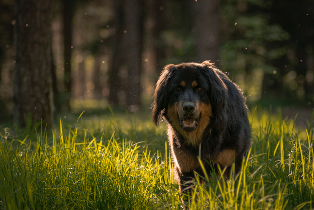 Sydney's very own dog-friendly bush walk