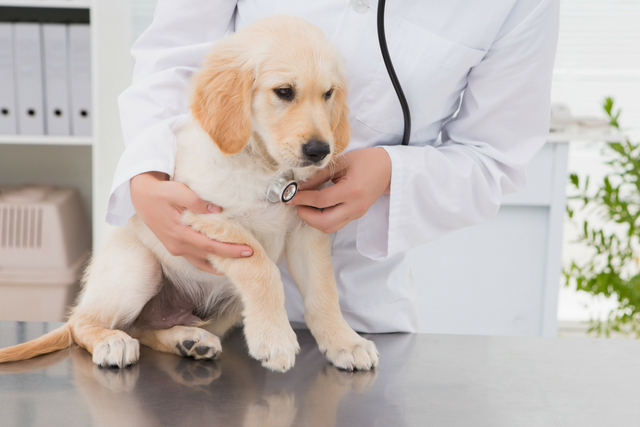 What is Holistic Vet Care and why your dog should try it