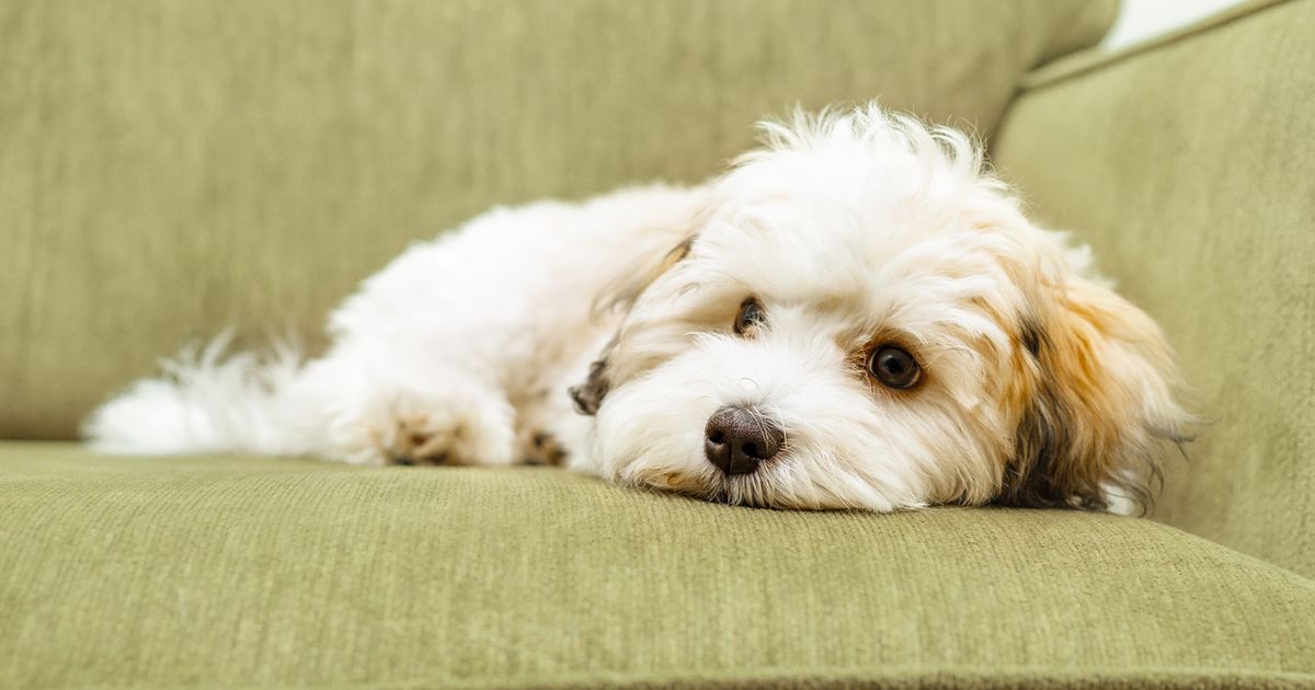 How to reduce your dog’s shedding the holistic way Lyka Blog