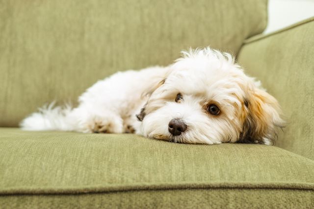 Shedding coats for clearance dogs