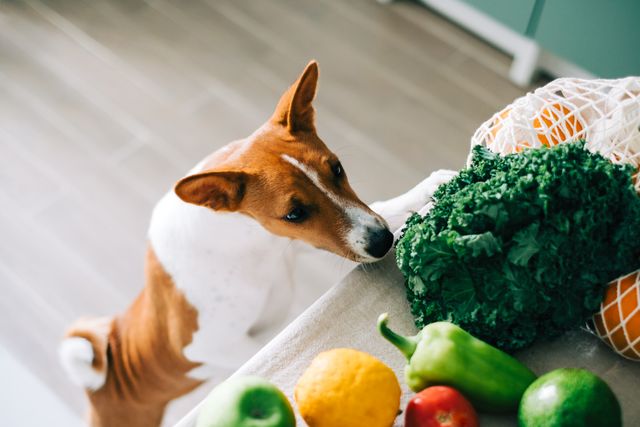 Healthy eating hot sale for dogs