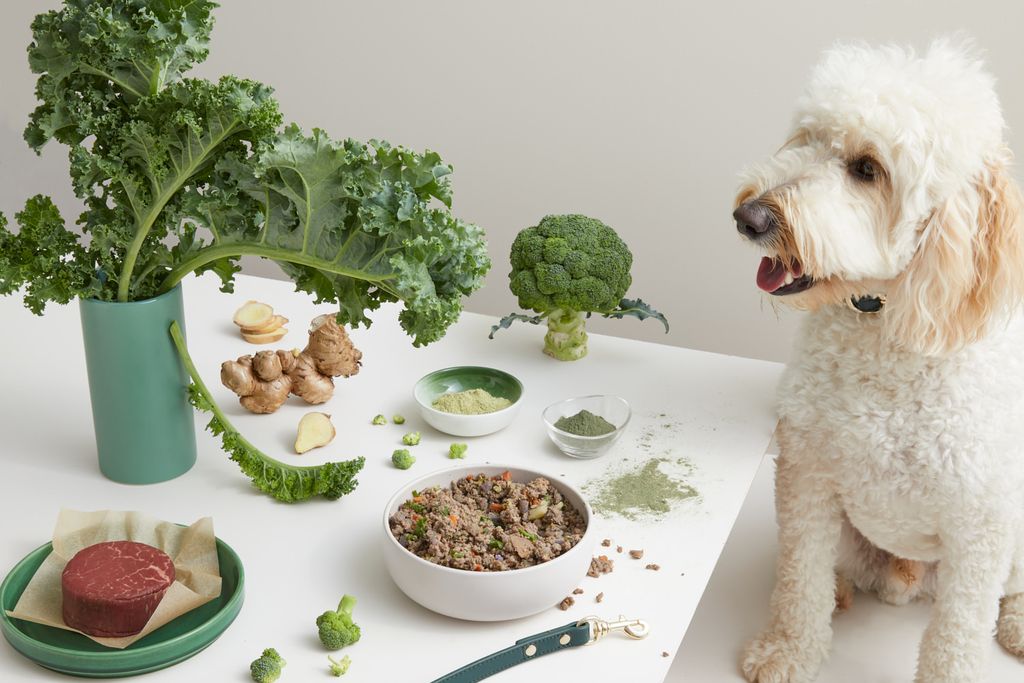 Diabetic dog food recipes best sale