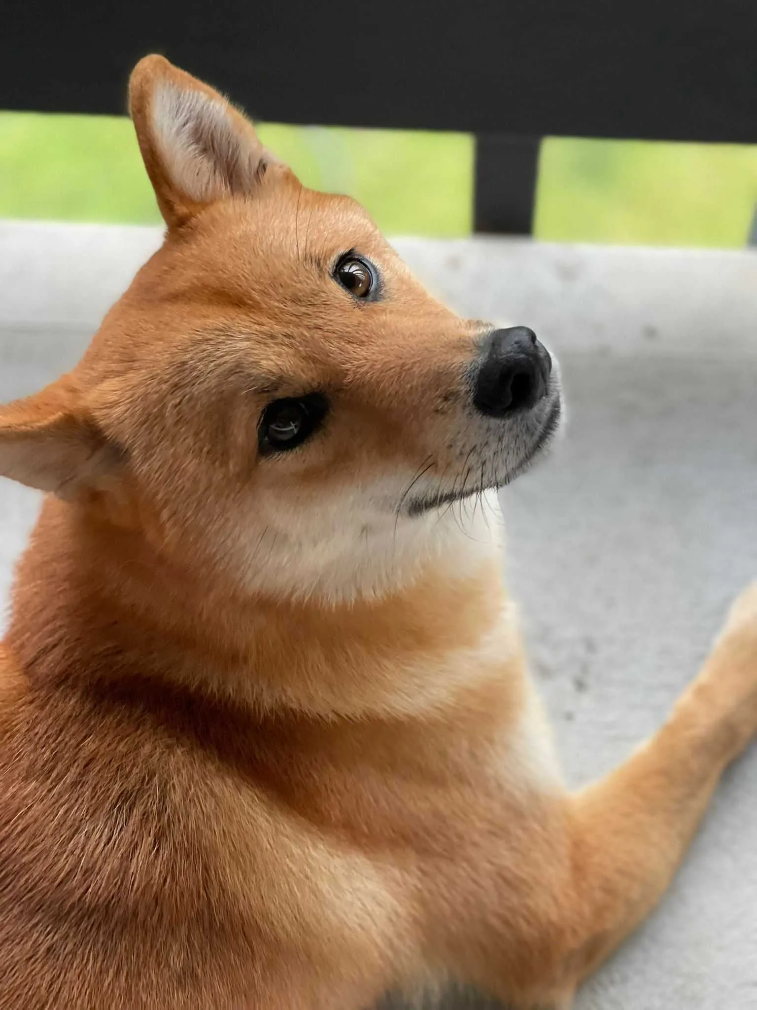 Shiba Inu breed insights: care, personality & expert tips | Lyka Blog