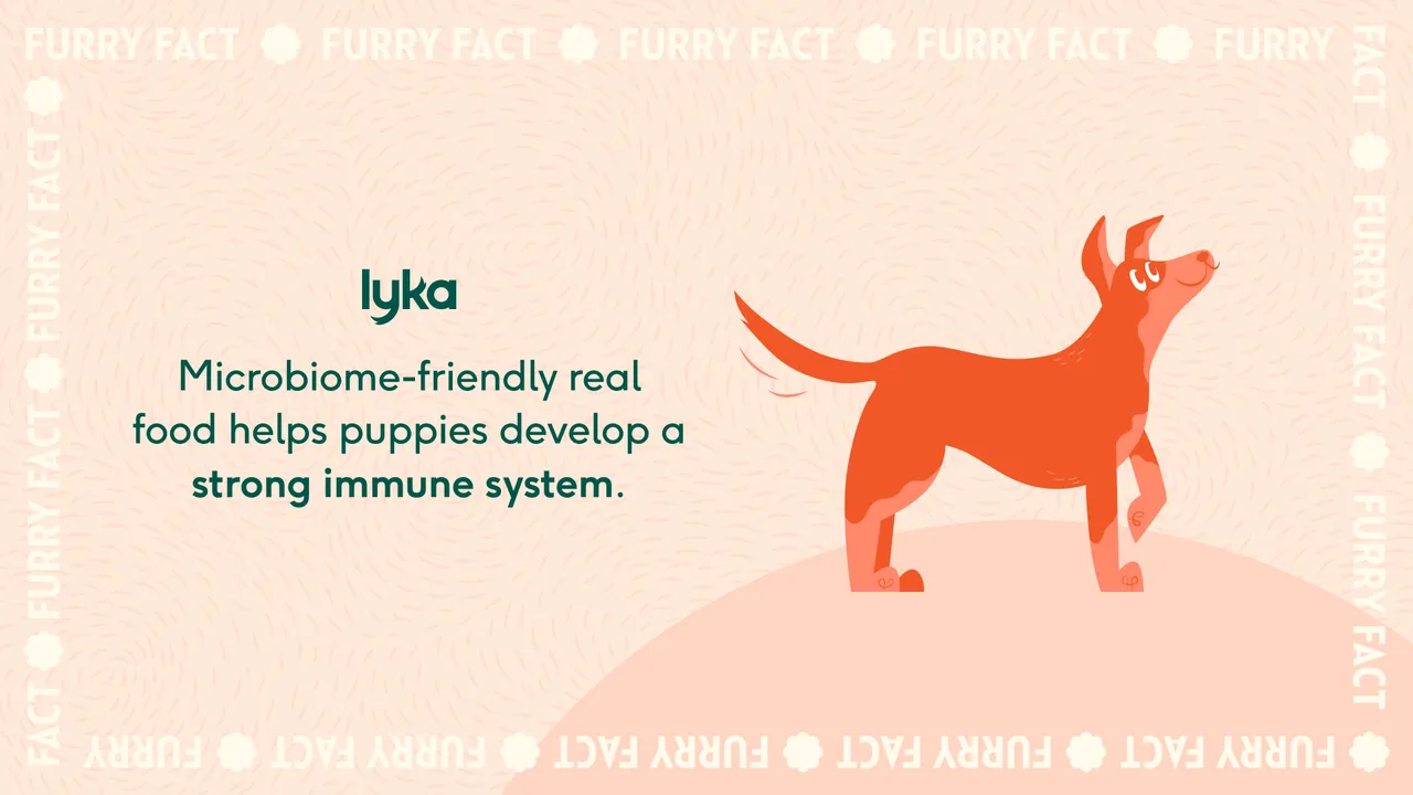 Image showcasing Puppy food vs adult food – what our experts want you to know | Lyka Blog