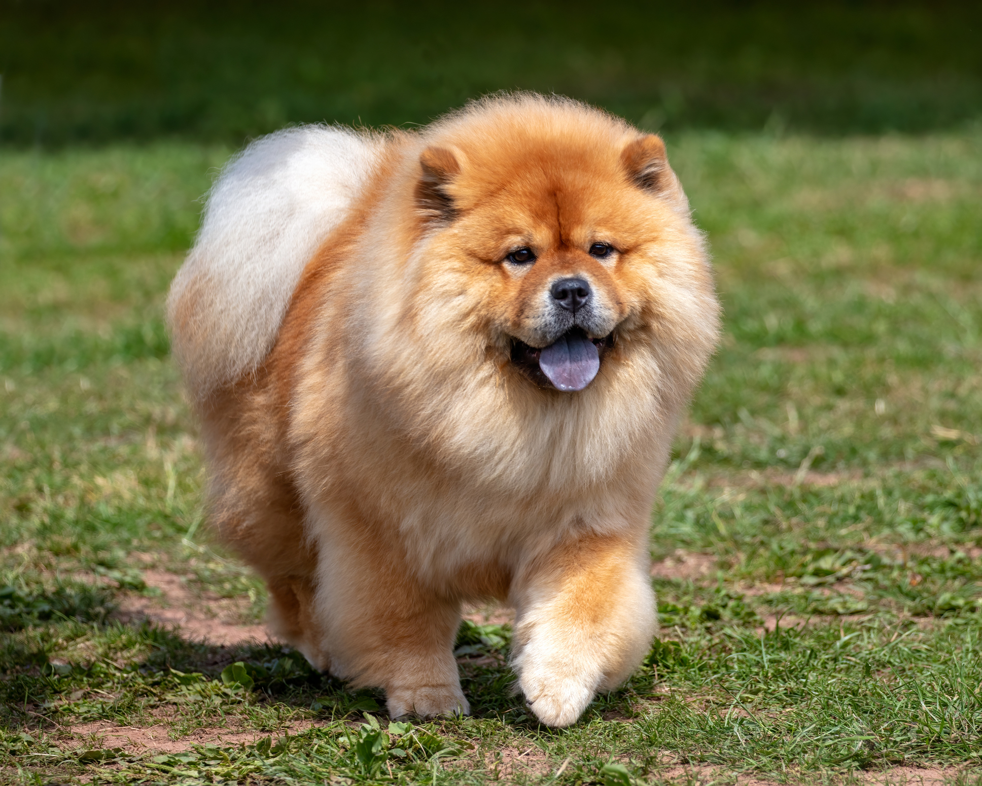 Image of Dog food for Chow Chows